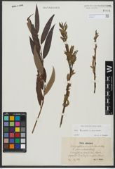 Foto von Salix triandra L. x Salix viminalis L.